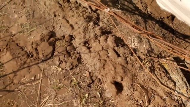 Как перезимовал виноград под геотекстилем ? смотреть онлайн