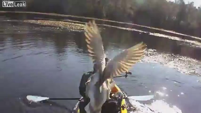 Нападение селезня смотреть онлайн