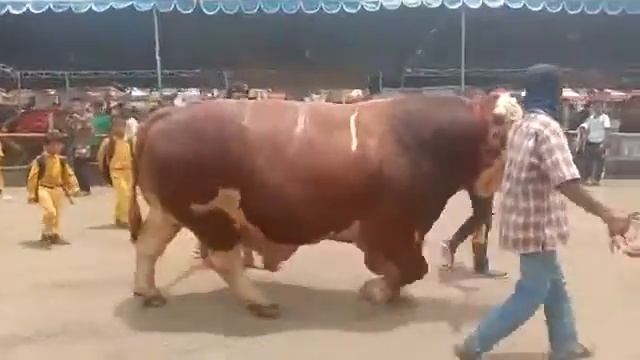 Самый большой бык смотреть онлайн