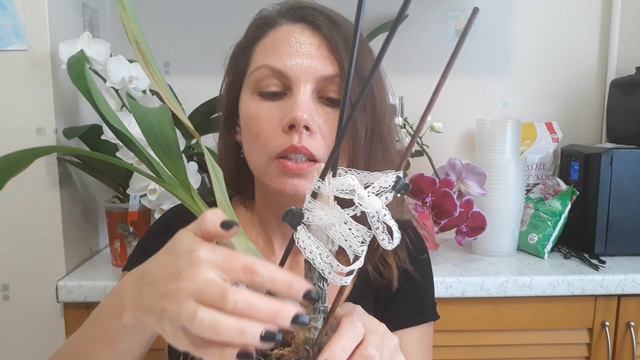 моих два катасетума смотреть онлайн