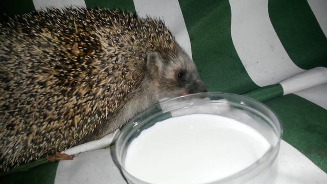 Дикий ежик пришел в гости. Wild Hedgehog Came To Visit In Russia