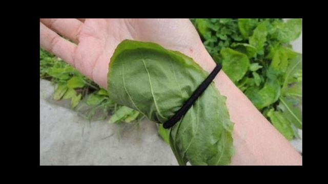 подорожник - полезное растение смотреть онлайн