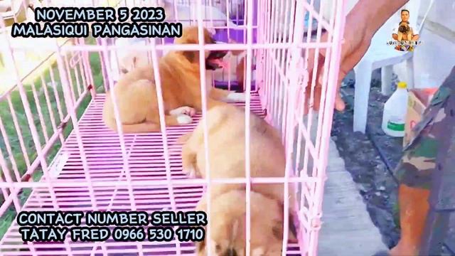 MURANG BILIHAN NG PERSIAN CAT AT DOG DITO SA PANGASINAN смотреть онлайн