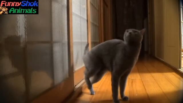 Лучшие видеоприколы с животными. Август 2014 (смотреть всем) смотреть онлайн