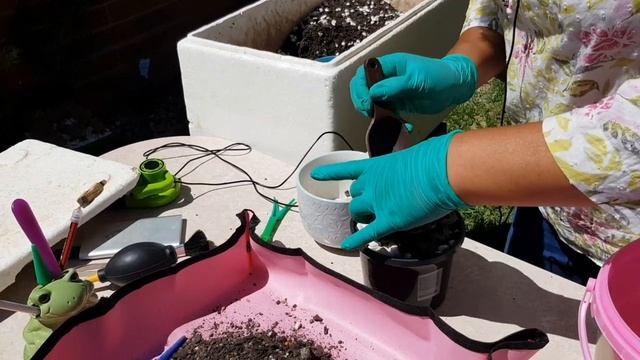 Transplantando Mi Echeveria Purpusorum Y Graptoveria Purple Dream???