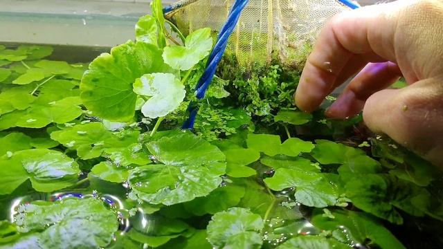 Травник, уборка, чистка аквариума. Коряга в аквариуме смотреть онлайн