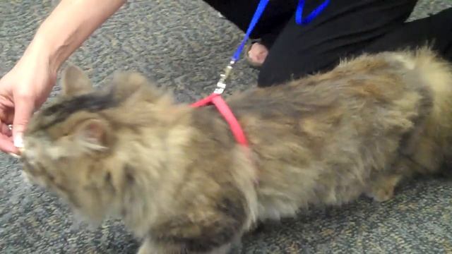 How To Walk Your Cat On A Leash
