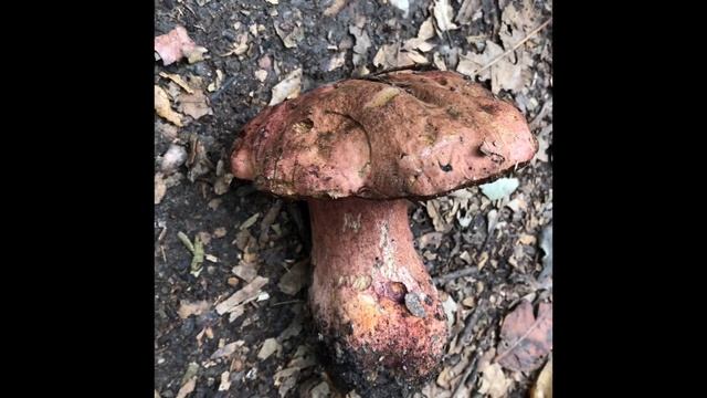 Fungi Scavenger Hunt! смотреть онлайн