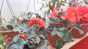 БЕГОНИЯ- Как подготовить к зимовке? РАЗНЫЕ способы хранения