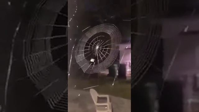 How a Spider Weave her Web| Aik Makri Jala Bun tay huay| مکڑی اپنا جالا بننتے ہوے смотреть онлайн