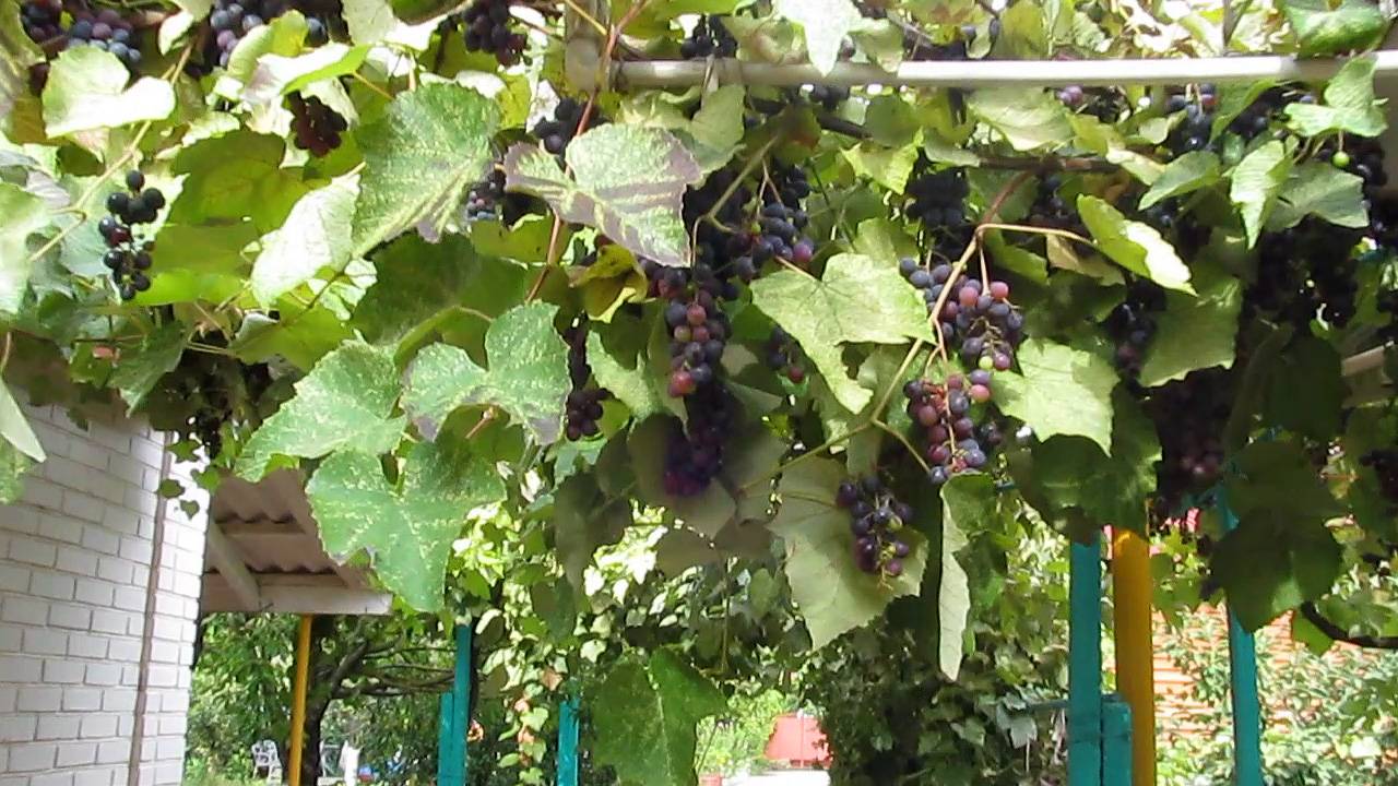 ВИНОГРАД смотреть онлайн