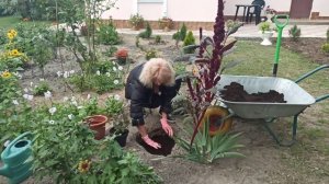 Как сажать вейгелу. Вейгела посадка и уход