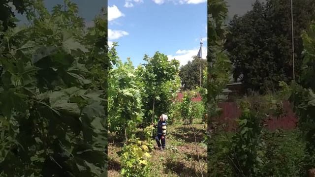 Клен Остролистный (2) смотреть онлайн