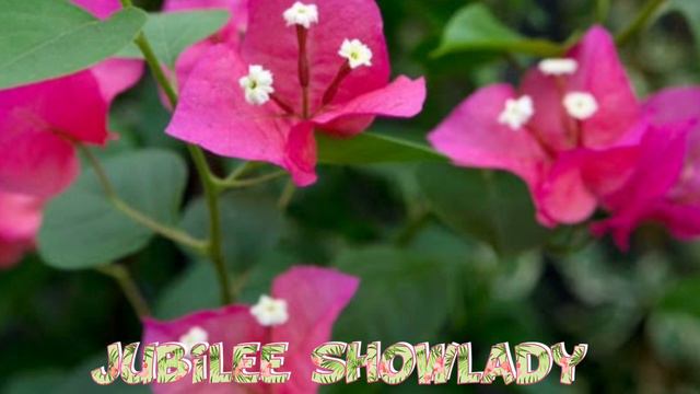 Bougainvillea смотреть онлайн