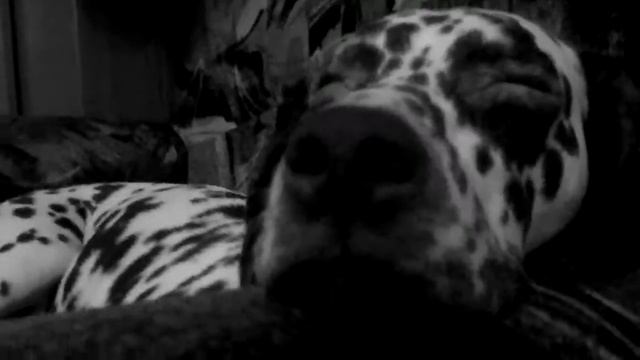 Шери  спит:))