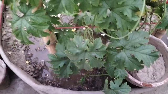 How To Get Free Organic liquid Fertilizer From Kitchen waste||Kitchen Waste Liquid Fertilizer смотреть онлайн