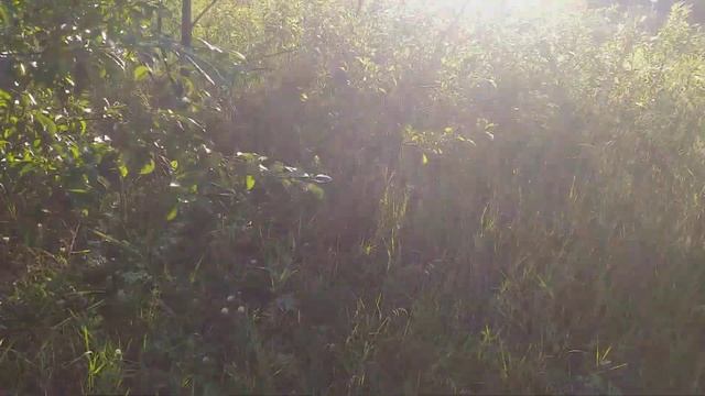 Все таже Хаски подушила моих кур. смотреть онлайн