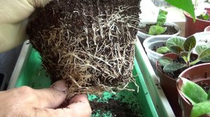 Гибискус, пересадка, особенности.