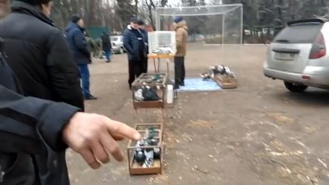 Ярмарка-выставка голубей. г.Енакиево. Ноябрь 2021 года. смотреть онлайн