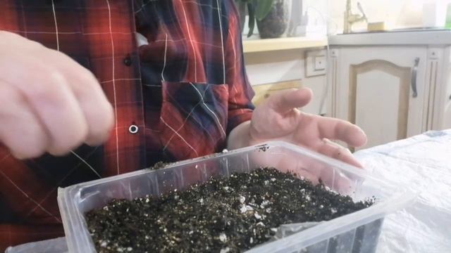 Это важно знать! Посев петунии! смотреть онлайн