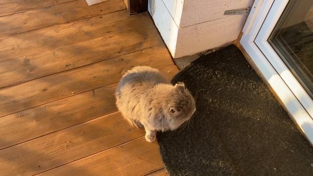 Рецепт ленивых голубцов. Серия № 447. смотреть онлайн