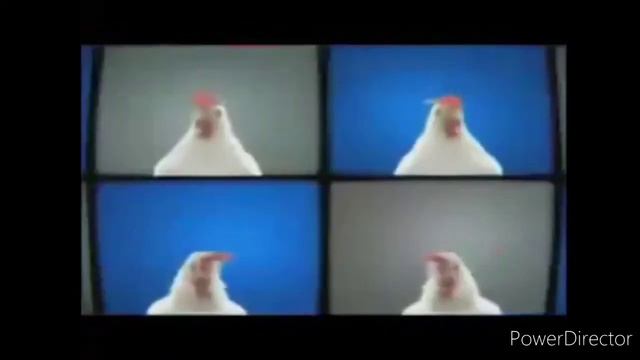 Петухи ко-ко-ко!