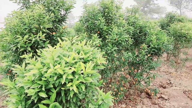 Kumquats fruit benefits for health || How to grow Kumquats in Pakistan in Urdu & Hindi смотреть онлайн