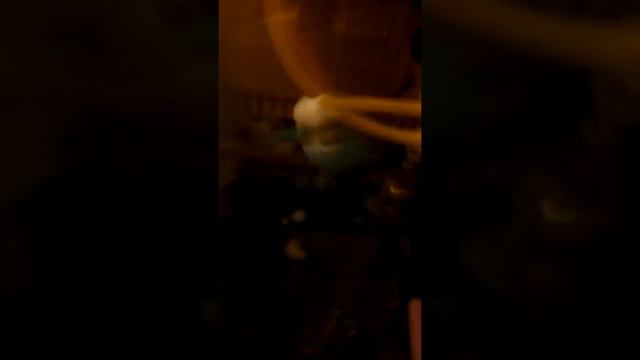 Мои попугаи умеют разговаривать!!!🐦🔊 смотреть онлайн
