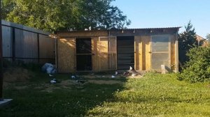 Как приучить голубей к дому,ко двору.