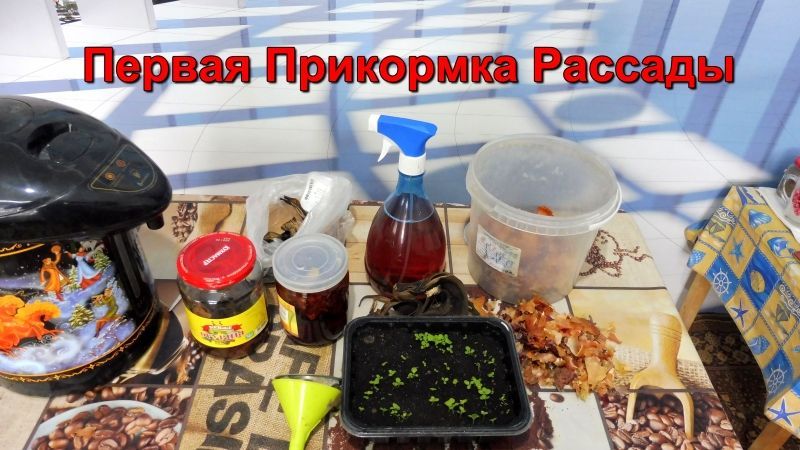 Первая прикормка рассады Табака.