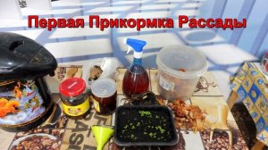 Первая прикормка рассады Табака.