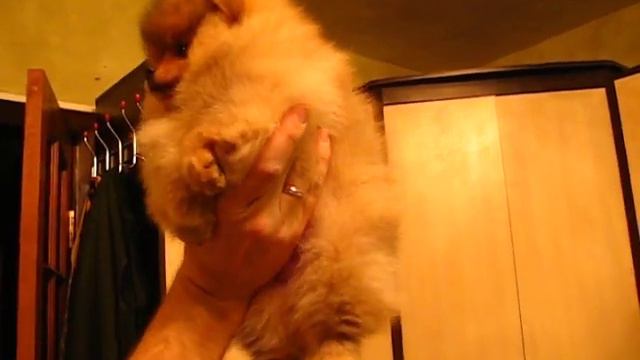 Pomeranian female Sheylin Mikaella Iz Knyaginino, age 2 m (p) Sold in Italy. смотреть онлайн
