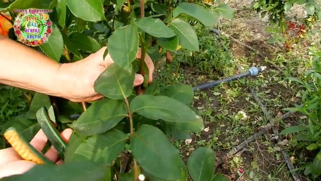 Розы отцвели. Делайте вот такую обрезку кустов роз после цветения. И розы будут цвести до морозов смотреть онлайн