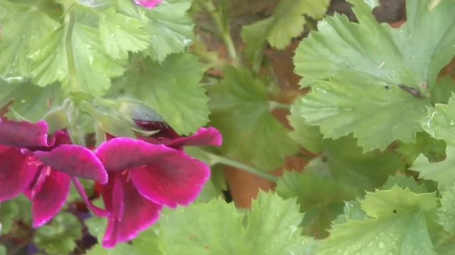 Королевская Пеларгония