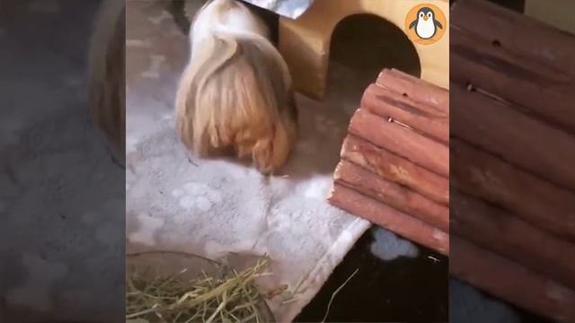 Морские свинки ? Симпатичные и смешные смотреть онлайн