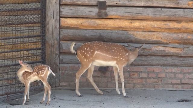Fallow deer✅Dama cervus?Лань европейская смотреть онлайн