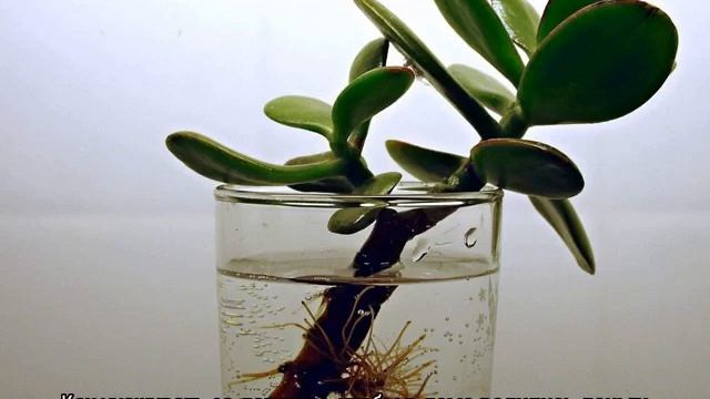 Денежное Дерево — как правильно его посадить, чтоб велись деньги смотреть онлайн