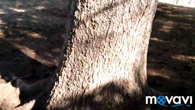 Покатушки по весеннему лесу на мотовездеходе Скаут-3. смотреть онлайн