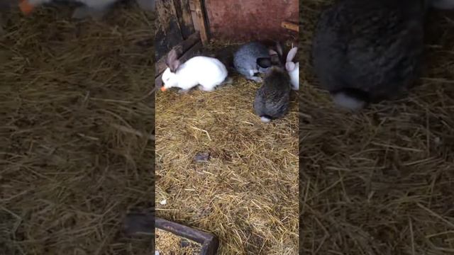 Трогательный зоопарк в этнографическом музее "Татар Авыл" смотреть онлайн