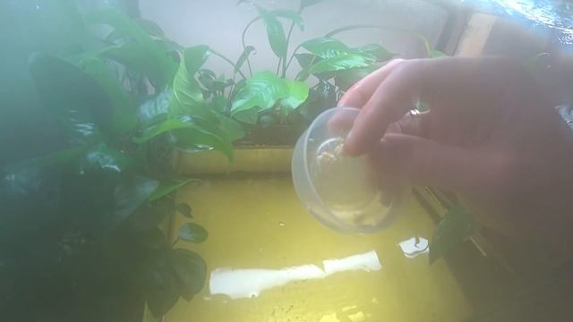 Началось. Та самая икра