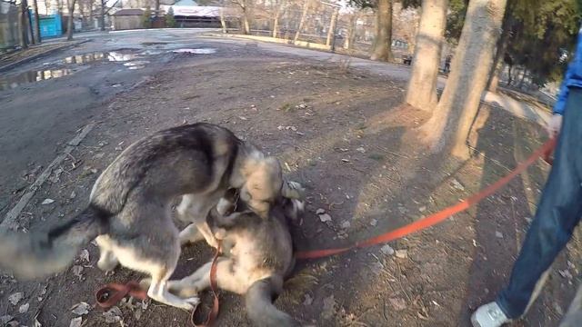 Собаки Маламут щенок Майк и взрослая Хаски доминирование смотреть онлайн