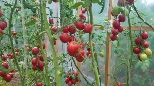 Томат Де-Барао красный / Урожайный сорт / Индетерминантный сорт