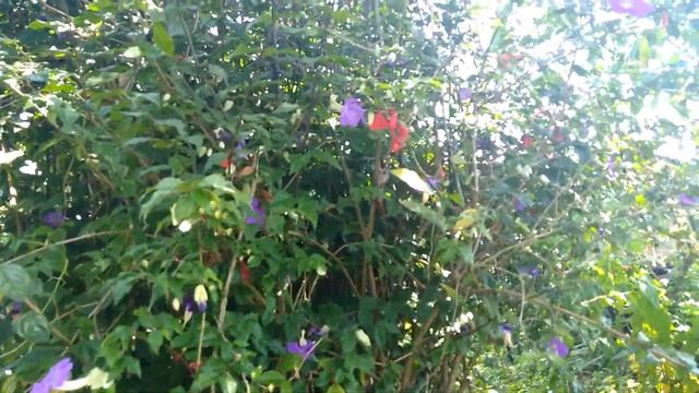 MANTRA BEKANDZE MANTRA DA CURA e Medicina. TAYATA OM смотреть онлайн