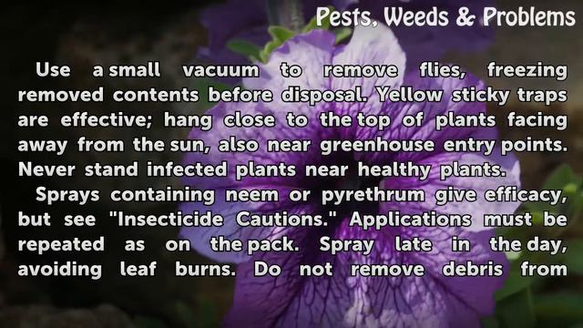 Whitefly Ficus Treatment смотреть онлайн