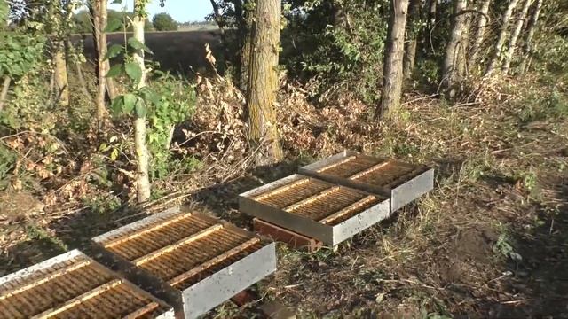 Быстрое приготовление сиропа с добавлением полыни и его кормление открытым методом.