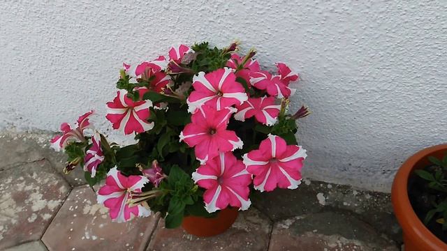 Beautiful natural flowers смотреть онлайн
