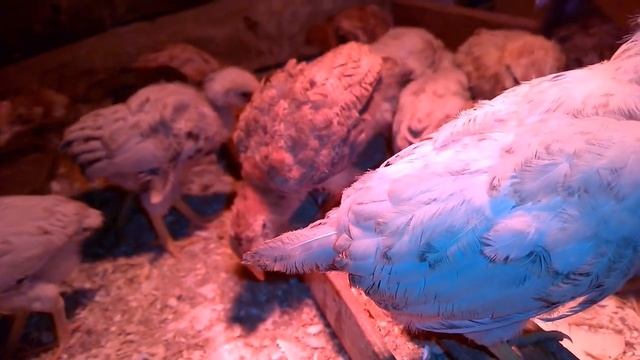 Ошибки выращивания цыплят зимой // Лечим аспергиллёз у цыплят // Моё хозяйство смотреть онлайн