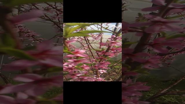 Персик Саратовский смотреть онлайн