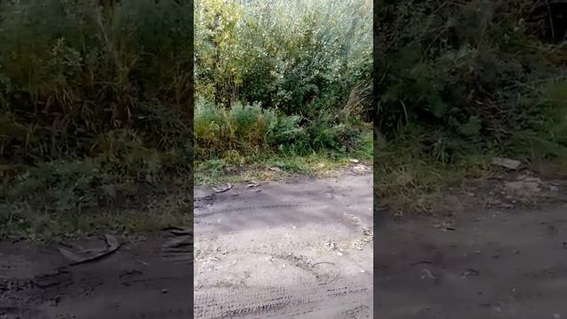 Просто Я и мотоцикл и всё, который Motoland TT250, который я купил 2 месяца назад смотреть онлайн