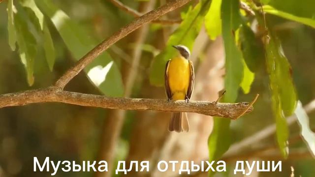 ВСЁ ВЕРНЁТСЯ,,БЕЗ ТВОЕЙ ЛЮБВИ,,ТОЛЬКО ТЫ,,ЧЕРЕЗ ВСЕЛЕННУЮ,,ПОГОВОРИ СО МНОЙ ,,Музыка для отдыха душ смотреть онлайн